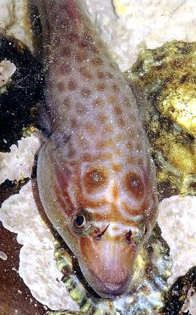 Lepadogaster purpurea_1122